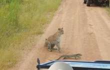 Барыс пен кесірткенің айқасы видеоға түсірілді
