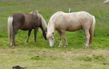 Шекарашылар қырғыз кәсіпкерлерінің қулығын әшкереледі 