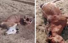 Қарағанды облысында шаруа егістігіне түскен 17 жылқыны атып тастаған