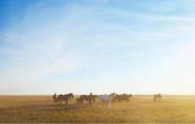 Жерін қорыған қарағандылық фермер 17 жылқыны атып тастады