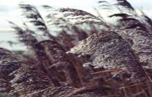 Нұр-Сұлтандағы дауылдан ағаштар құлап, көліктер қирады – видео