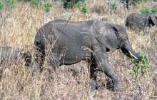 Қарағандыда пілдер жайылып жүр - видео