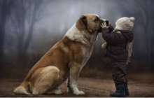 Балабақшада 2 жасар баланы иттер талап өлтірді