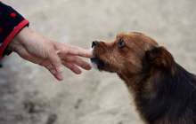 Қаңғыбас ит тамақ сұрау үшін ешкім ойламаған қулыққа барды