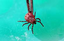 Кене шаққанда не істеу керек және не істеуге болмайды