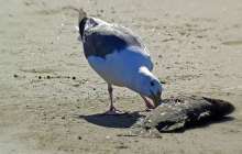 Қанат Бозымбаев Жайықта балықтардың неден қырылып жатқанын айтты