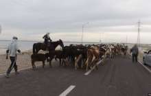 Ауыл шаруашылығы министрлігі мал экспортына тыйым салды