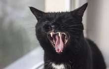 Әйел адам мысықтың кесірінен қомақты олжадан құр қала жаздады