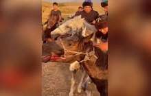 Көкпар үшін жылқының жағын жыртып жіберген: көпшілік Алматыдағы ат клубын жауапқа тартуды талап етті