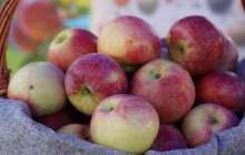 Апортты тойып жейтін күн жақын