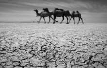 Түркістанда соңғы 35 жылда болмаған қуаңшылықтан мал қырылып жатыр