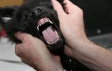 Итке шалынып құлаған әйел саусақтарынан айырылды