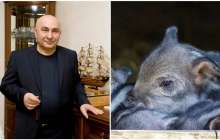 Ақтөбедегі шошқа фермасының иесі: Үкімет ферманы қазір жап десе, жауып тастаймын