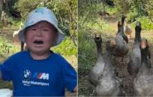 «Қаздан қашқан балаға» 100 қаз сыйға берілді