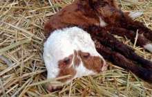 Ақтөбе облысында екі басты бұзау туылды