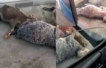 Ет комбинаты еденіндегі өлген жануарлардың видеосы қазақстандықтардың ашуын тудырды