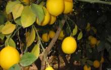 Қазақстанға экспортталатын тәжік лимоны екі есе арзандаған