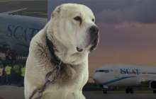 Ыстамбұлға SCAT-пен ұшып барған ит белгісіз жағдайда өліп қалды (видео)