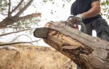 Семейде жоқ ағашты кесуге 150 миллион теңге жұмсамақ болған