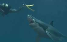 Танымал демалыс орнында акула туристке шабуыл жасады