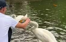 Алматыдағы Ботаникалық бақта екі ер адам аққуды тұншықтырмақ болды (ВИДЕО)