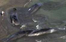 Камчаткадағы жойқын зілзаладан кейін Жапонияда төрт кит жағаға шығып қалды