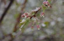 Жаңбыр мен қар аралас жауады. Алдағы үш күнге ауа райы болжамы