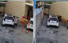 Өзбекстанның Наманған облысында сиыр ананы және бір жасар баланы басып кетті