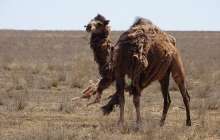 «Қызыл» аймаққа тағы бір өңір өтті