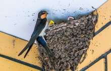 Қарлығаштардың ұясын сақтап қалғысы келген құрылысшы жұмыстан шеттетілді