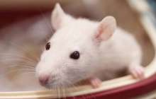 2020 жылға арналған жұлдыз жорамал