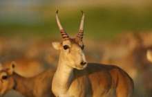 Экология министрлігі 800 мың киікті атпақ