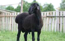 Қара қойдың өкпесі ағзадағы суықтан арылтады екен