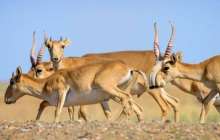 Тоқаев Қытайға 1 500 ақбөкен сыйлады