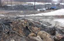 "Ит Освенцимі". Қазақстанның батысындағы иесіз жануарлардың аянышты жағдайы