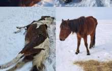 Қымызымен аты шыққан Жаңарарқада жылқы қырылып жатыр