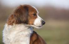 Орал тұрғыны ит зорлаған