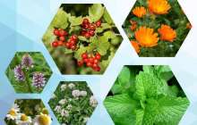 Сарқан ауданында дәрілік шөптерден 149 тонна өнім жиналған