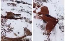 Ақмола облысында жылқылар аштан қырылып жатыр