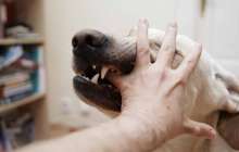 11 жастағы бала қарындасын қабаған иттен қорғап қалды