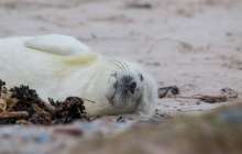 Каспий теңізінің түркімен жағалауларында жүздеген итбалық пен мыңдаған балық қырылып қалды