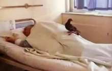 Туыстары іздемеген. Науқасты екі күнде бір келіп "жұбатқан" кептер жүректерді елжіретті