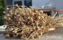 Адыраспан қандай ауруларға ем болады: Тек дәрет алып, ер адамдарға ғана жинауға рұқсат