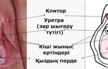 Қыздық перде туралы мәліметтер