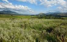 Қазақстанда өсетін шөптің коронавирусты тежейтіні дәлелденді