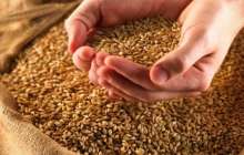 Биыл астық тапшылығынан шаруалар шығынға батуы мүмкін (Видео)