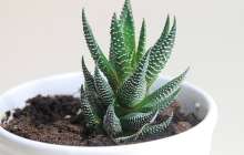 Алоэ өсімдігі туралы ғылыми жоба - ерекшелігі және емдік қасиеті