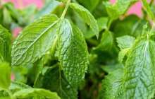 Емдік өсімдіктер туралы Ғылыми жоба жұмыс