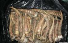 БҚО тұрғынынан киіктің мүйіздері табылғаны хабарланды