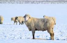 30 градус аяз. Қазақстанның бірнеше өңірінде ескерту жарияланды